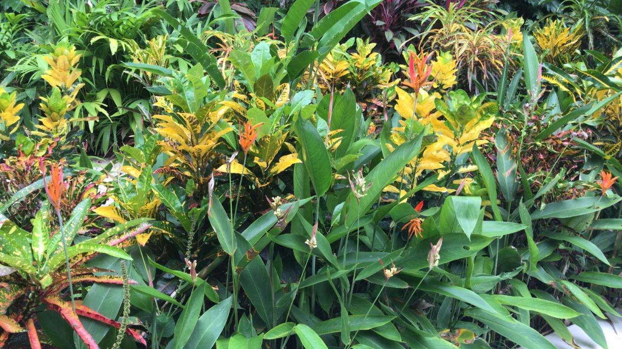 Flor De Paraiso Bungalows Montezuma Bagian luar foto