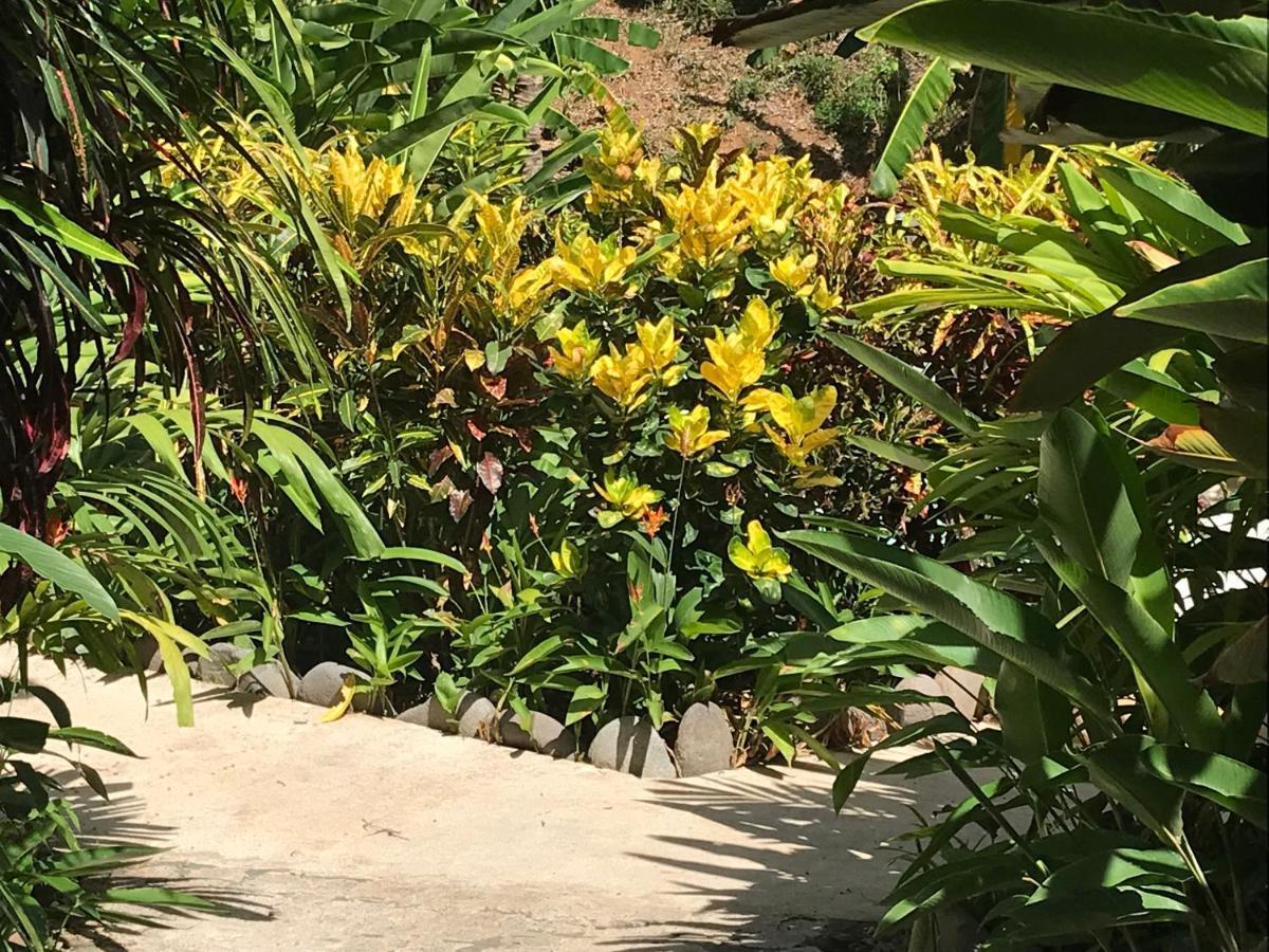 Flor De Paraiso Bungalows Montezuma Bagian luar foto