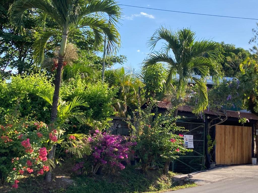 Flor De Paraiso Bungalows Montezuma Bagian luar foto
